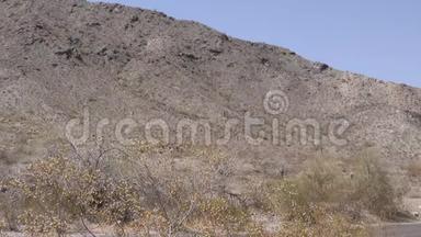 亚利桑那州，沙漠，另一个<strong>南山</strong>公园沙漠的景色，前景是灌木丛